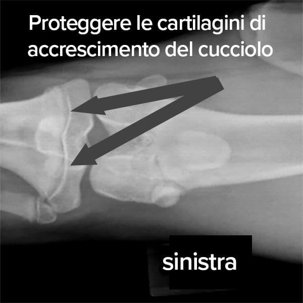 Cosa sono le cartilagini di accrescimento nei cuccioli?