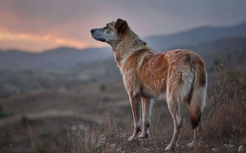 Con cure attente e un continuo coinvolgimento cognitivo, i cani senior possono mantenere la qualità della vita mentre le loro esigenze evolvono nel tempo